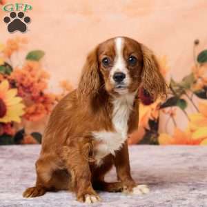 Clyde, Cavalier King Charles Spaniel Puppy